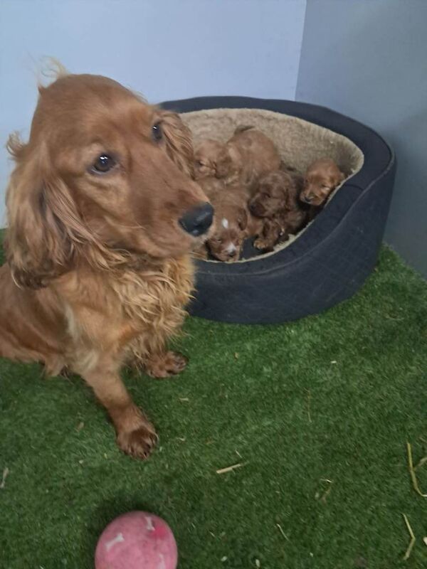 Cockapoo pups - Image 2 of 5