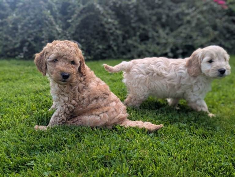 Cockapoo pups - Image 3 of 5
