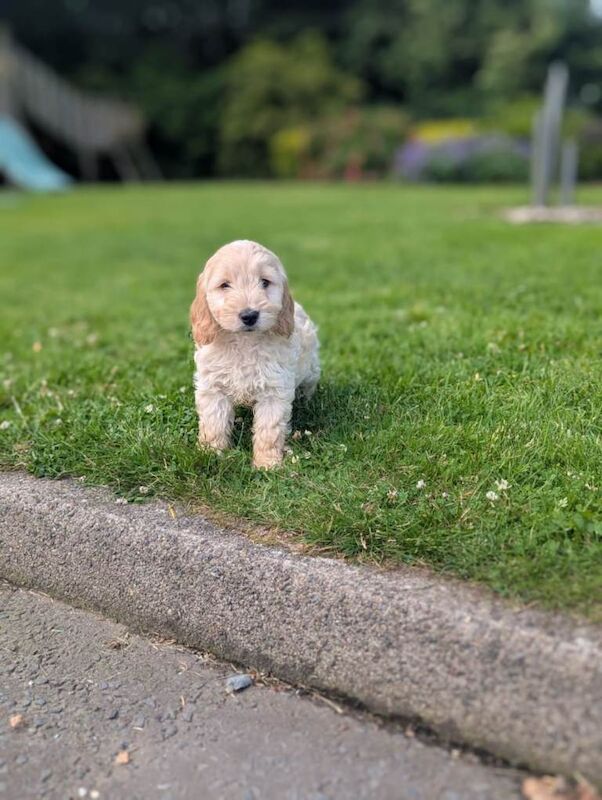 Cockapoo pups - Image 4 of 5
