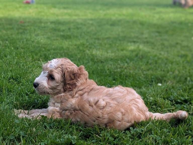 Cockapoo pups - Image 5 of 5
