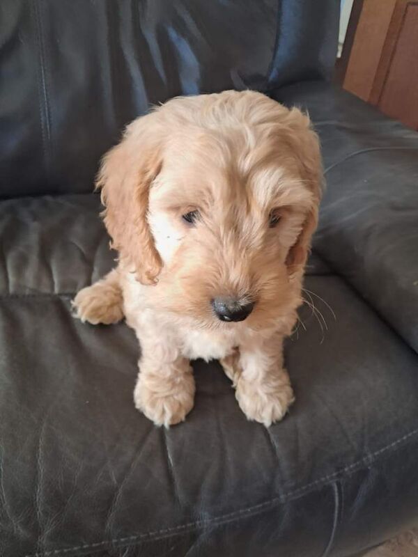 Cockapoo pups