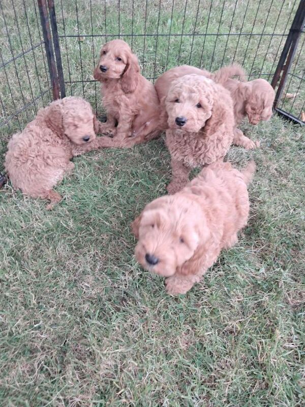 Cockapoo pups - Image 2 of 5