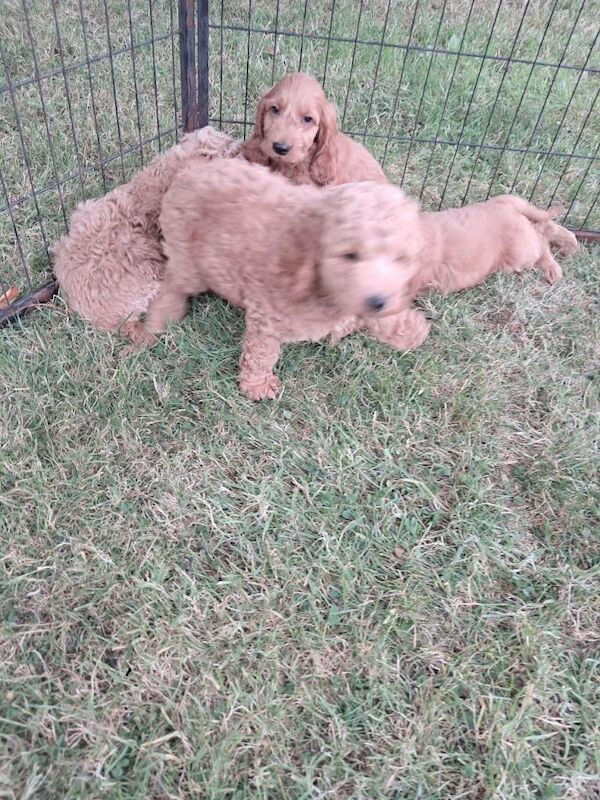 Cockapoo pups - Image 3 of 5