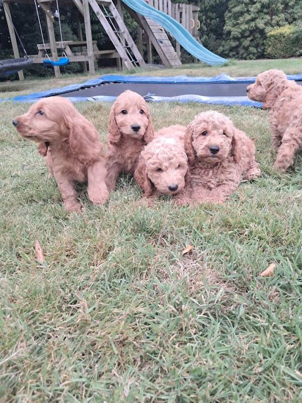 Cockapoo pups - Image 4 of 5