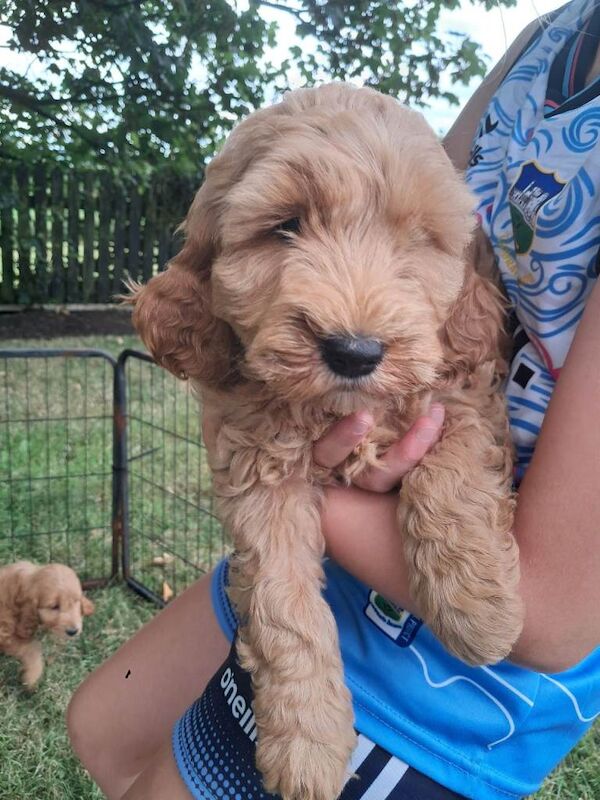 Cockapoo pups - Image 5 of 5
