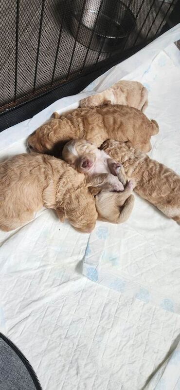 Cockapoo pups