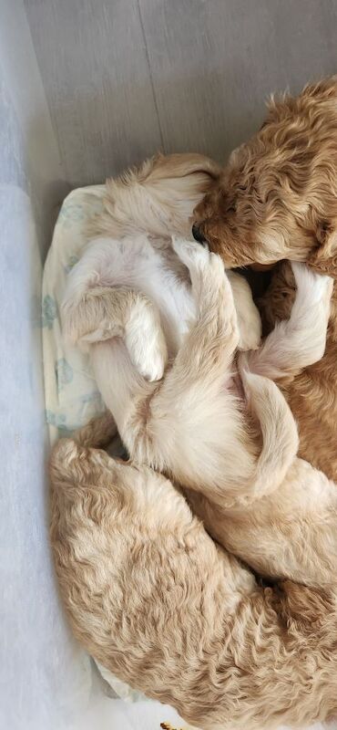 Cockapoo pups - Image 2 of 4