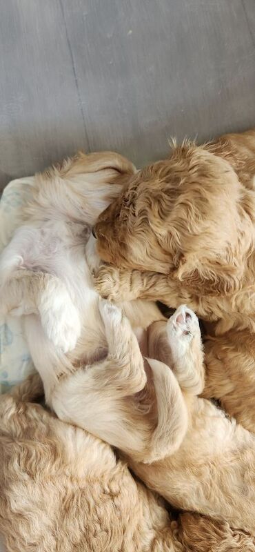 Cockapoo pups - Image 3 of 4