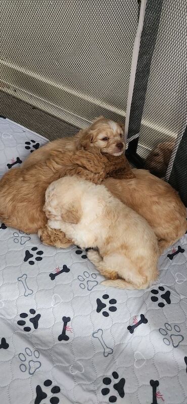 Cockapoo pups - Image 4 of 4