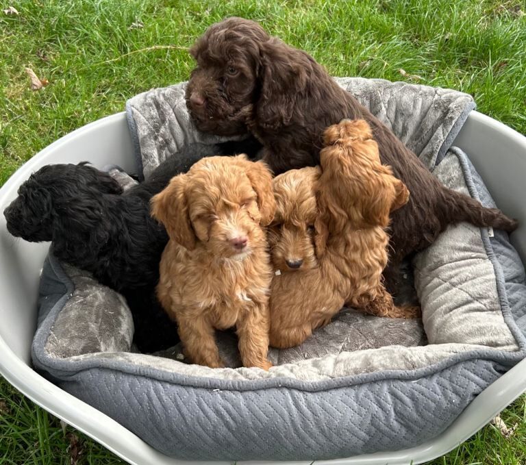 Cockapoo pups - Image 2 of 3