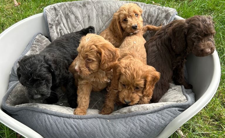 Cockapoo pups - Image 3 of 3