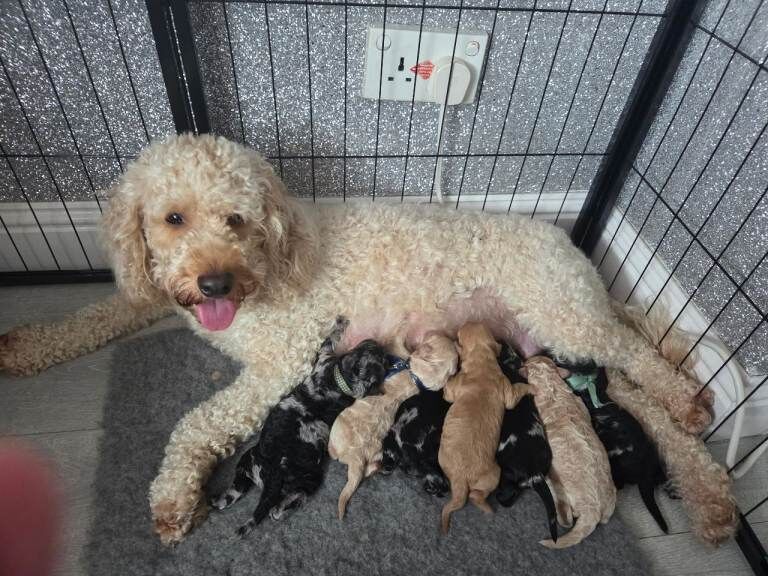 Cockapoo Puppies For Sale