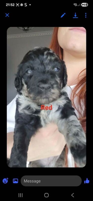 Cockapoo pups - Image 2 of 4