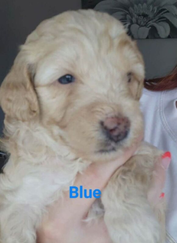 Cockapoo pups - Image 3 of 4
