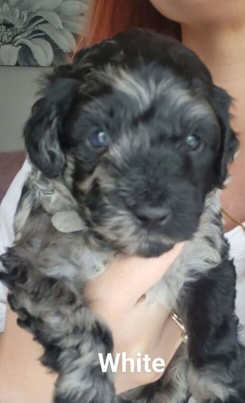 Cockapoo pups - Image 4 of 4