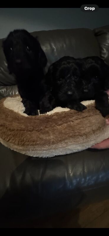 Black Cockapoo puppies for sale in Kilmacolm, Renfrewshire – KC registered, 5 weeks old