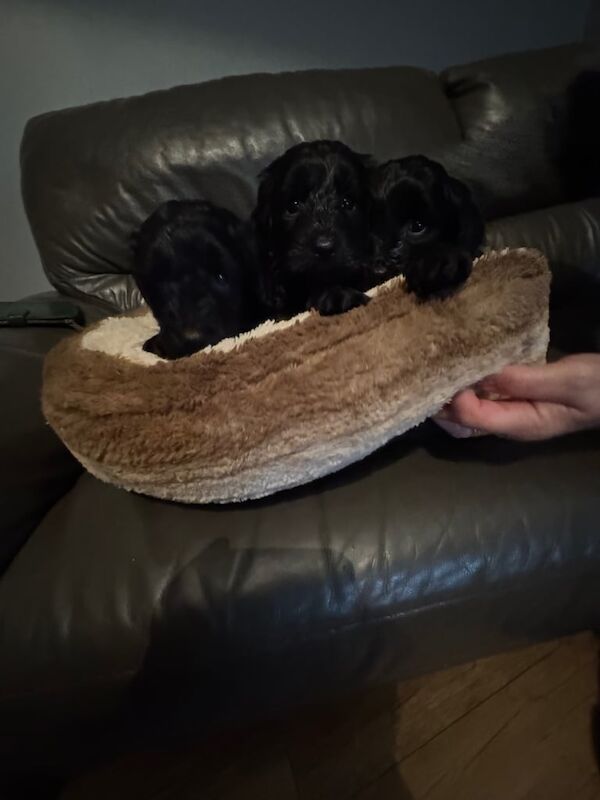 Cockapoo puppies for sale in Kilmacolm, Renfrewshire – KC registered, 5 weeks old - Image 2 of 3