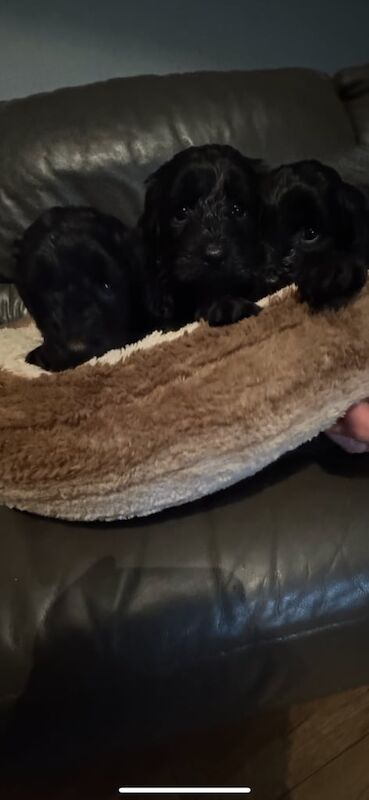 Cockapoo puppies for sale in Kilmacolm, Renfrewshire – KC registered, 5 weeks old - Image 3 of 3