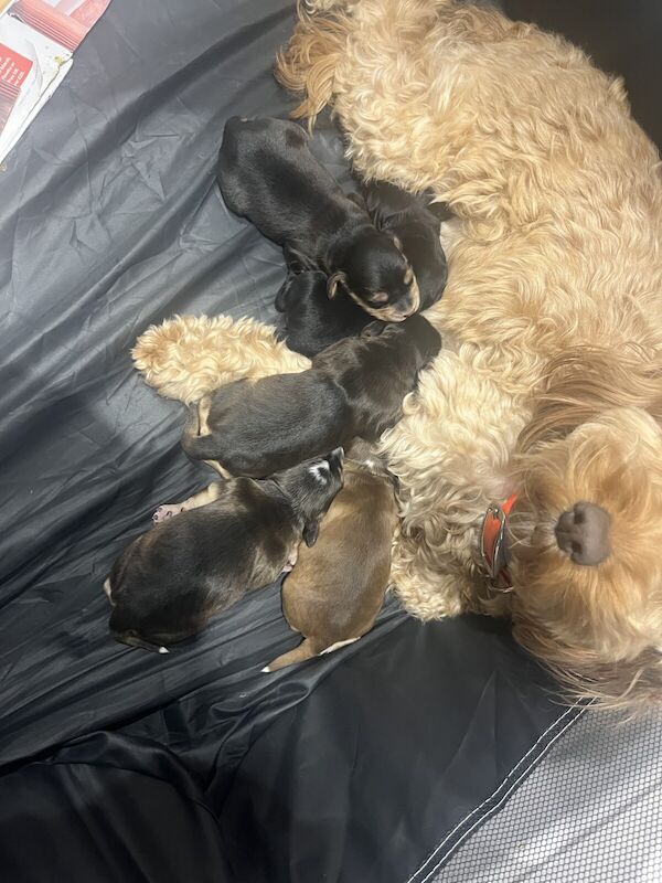 Cockapoo puppies for sale in Montpellier, Gloucestershire – 10 months old - Image 2 of 3