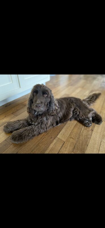 Cockapoo puppies for sale in Montpellier, Gloucestershire – 10 months old - Image 3 of 3