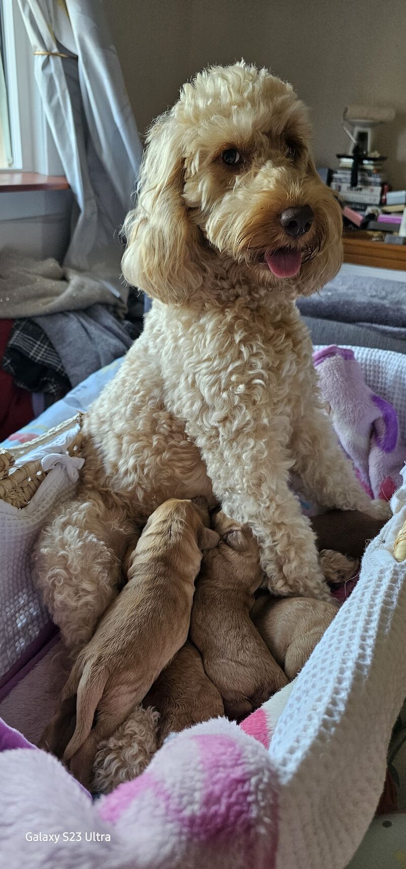 Cockapoo Pups For Sale 1 Boy 3 Girls For Sale in Kilmarnock, East Ayrshire