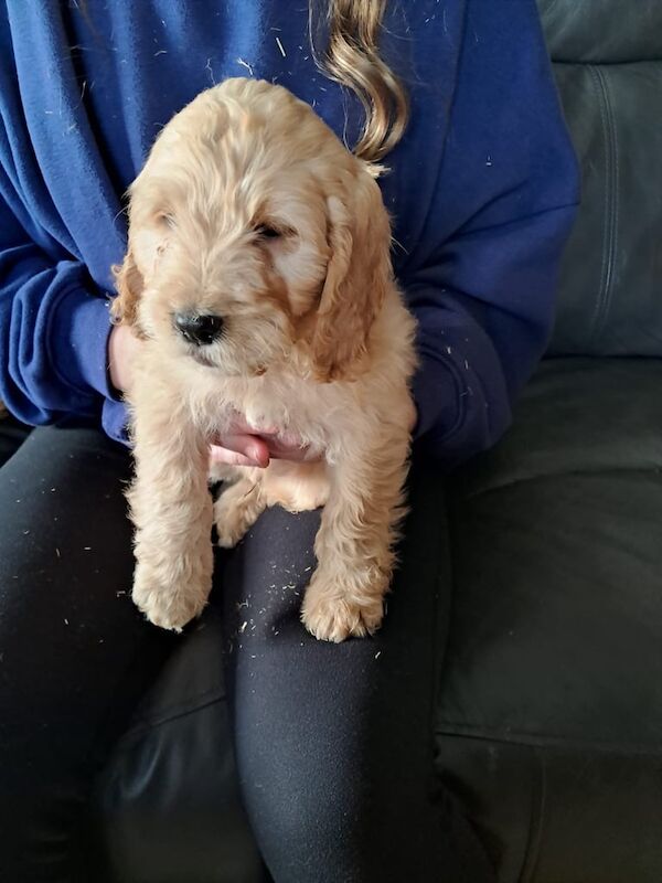 Cockapoo puppies for sale in Castlewellan, County Down – 10 months old - Image 2 of 3
