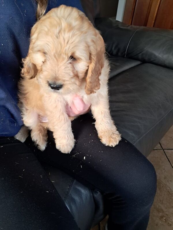 Cockapoo puppies for sale in Castlewellan, County Down – 10 months old - Image 3 of 3