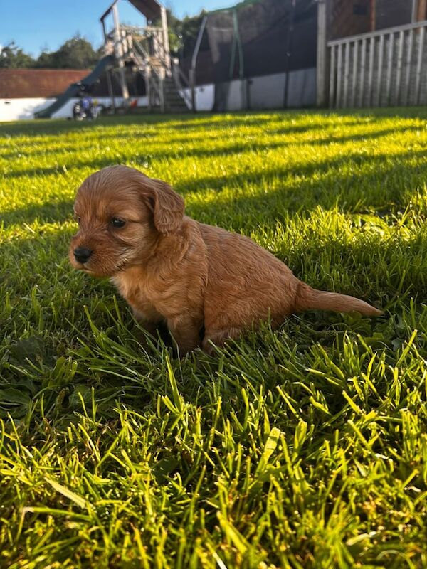 Cockapoo puppies for sale in Downpatrick, County Down – 4 weeks old