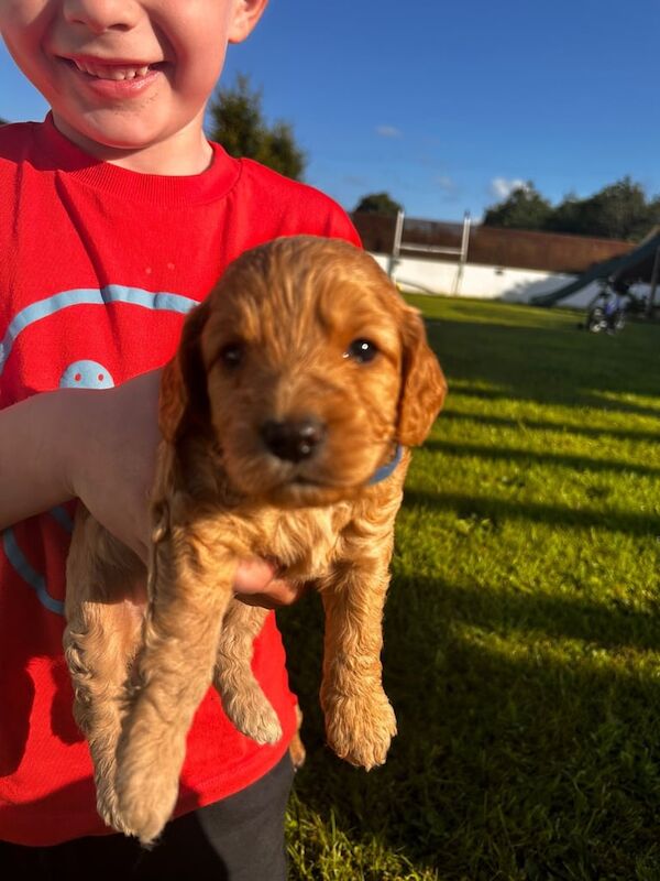 Cockapoo puppies for sale in Downpatrick, County Down – 7 weeks old - Image 2 of 3