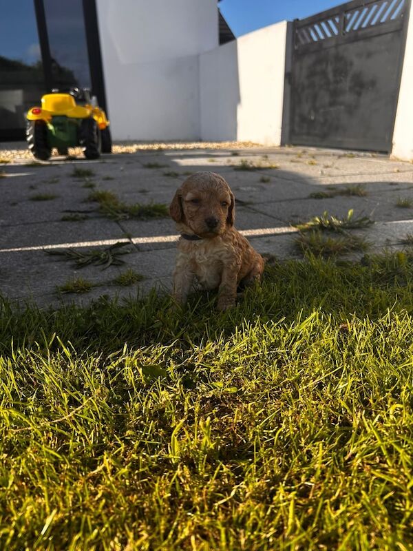 Cockapoo puppies for sale in Downpatrick, County Down – 7 weeks old - Image 3 of 3