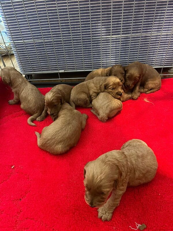 Cockapoo puppies for sale in Worsley, Greater Manchester – 3 weeks old