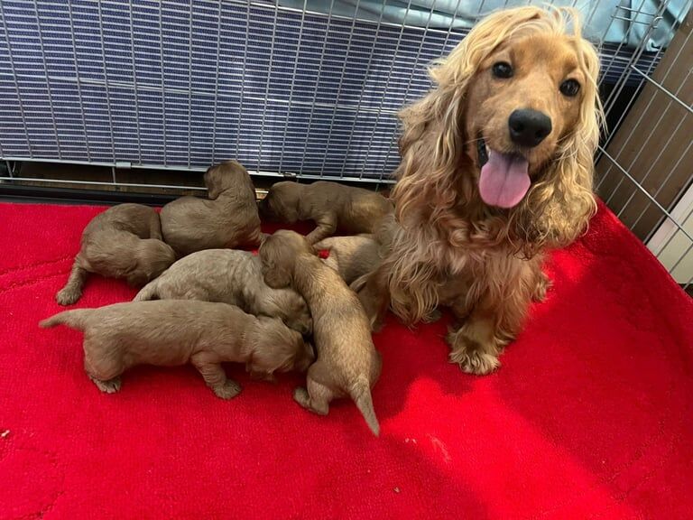 Cockapoo puppies for sale in Worsley, Greater Manchester – 3 weeks old - Image 2 of 3