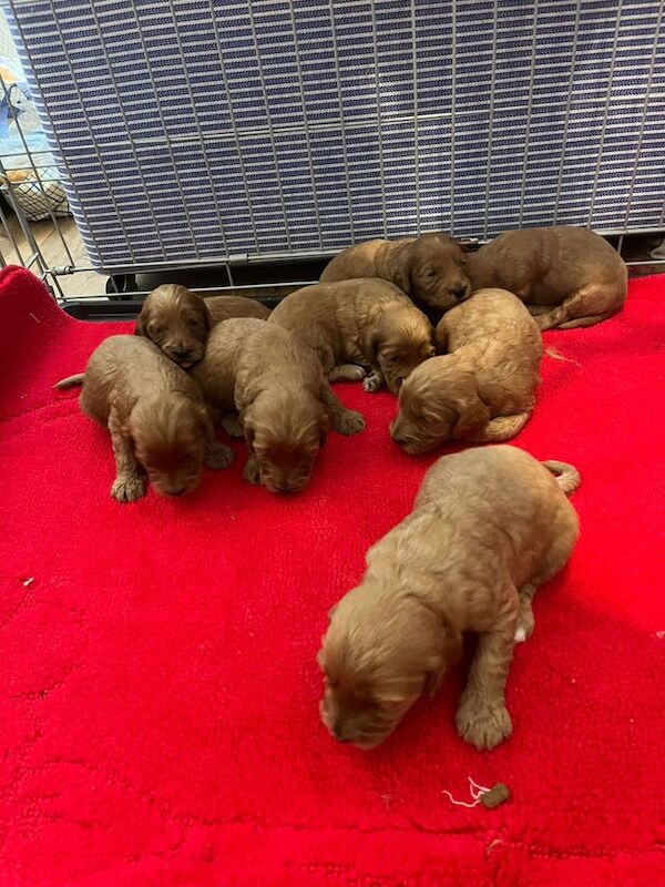 Cockapoo puppies for sale in Worsley, Greater Manchester – 3 weeks old - Image 3 of 3