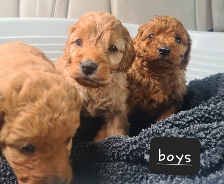 Cockapoo puppies for sale in Keady, County Armagh – 8 weeks old