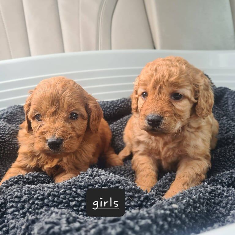 Cockapoo puppies for sale in Keady, County Armagh – 8 weeks old - Image 2 of 3