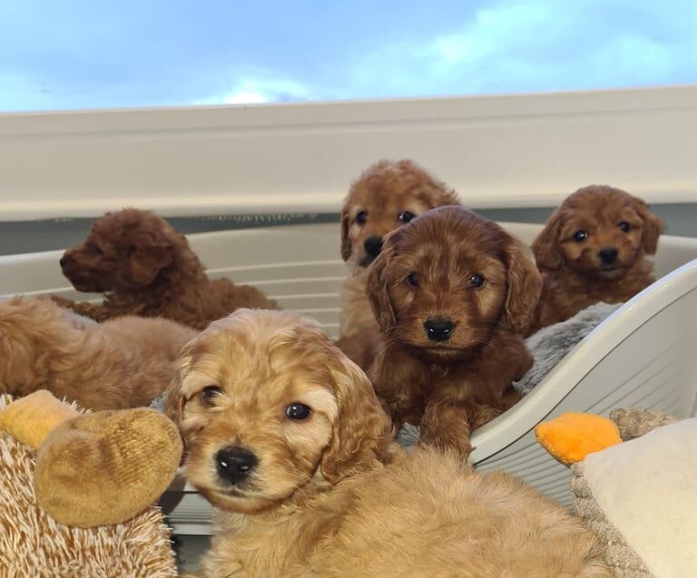 Cockapoo puppies for sale in Keady, County Armagh – 8 weeks old - Image 3 of 3