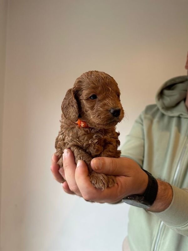 Cockapoo puppies for sale in Portadown, County Armagh – 4 weeks old
