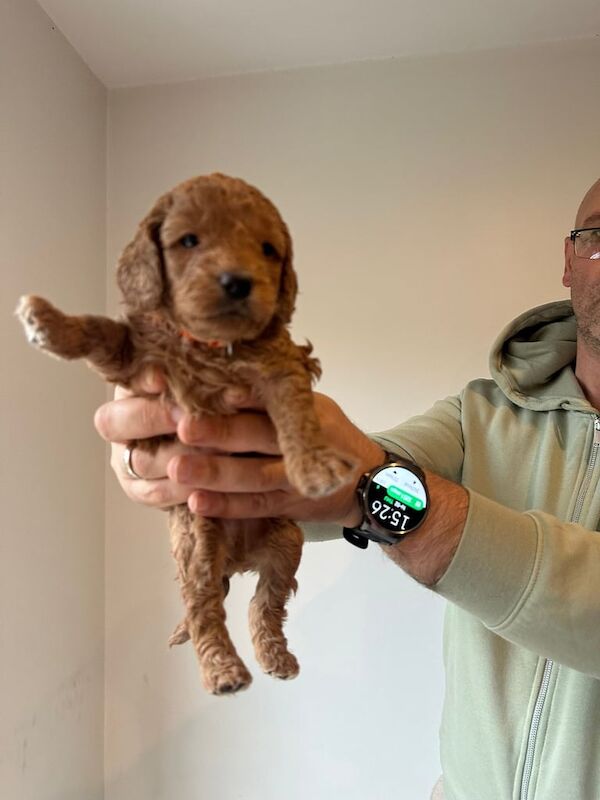 Cockapoo puppies for sale in Portadown, County Armagh – 4 months old - Image 3 of 3