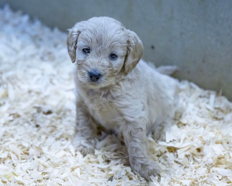 Cockapoo puppies for sale in Sixmilecross, County Tyrone – 6 weeks old