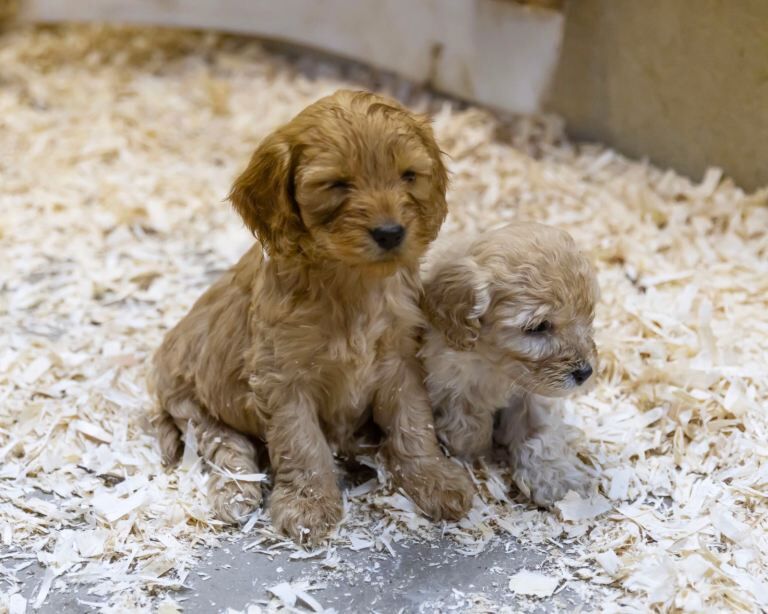 Cockapoo puppies for sale in Sixmilecross, County Tyrone – 6 weeks old - Image 2 of 3