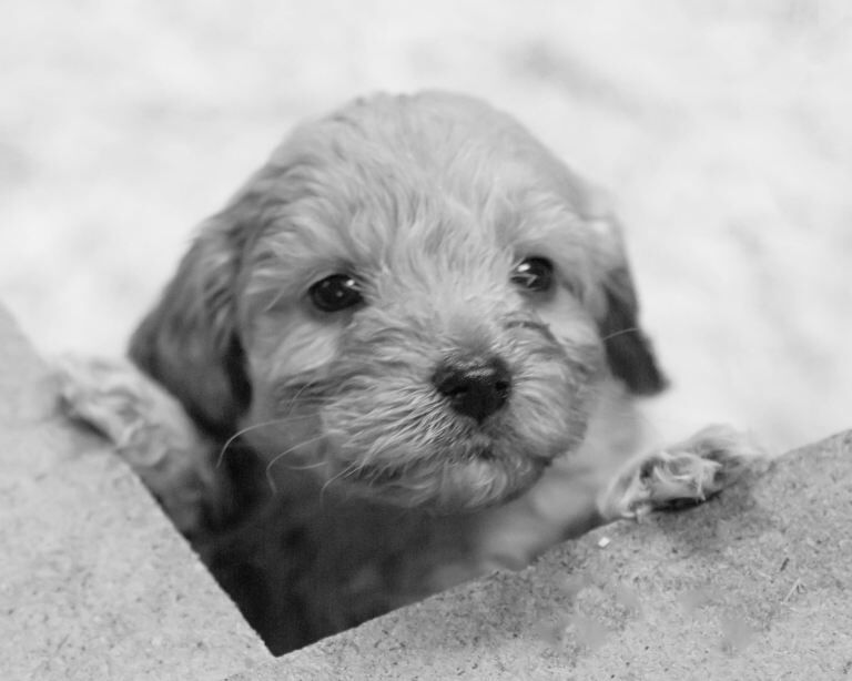 Cockapoo puppies for sale in Sixmilecross, County Tyrone – 6 weeks old - Image 3 of 3