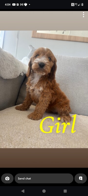 Cockapoo pups for sale