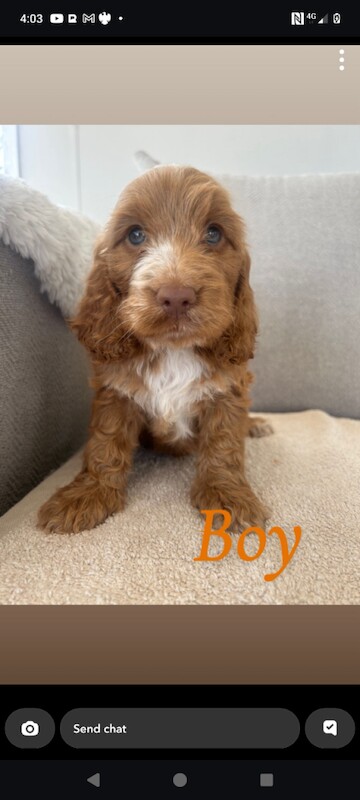 Cockapoo pups for sale - Image 2 of 3