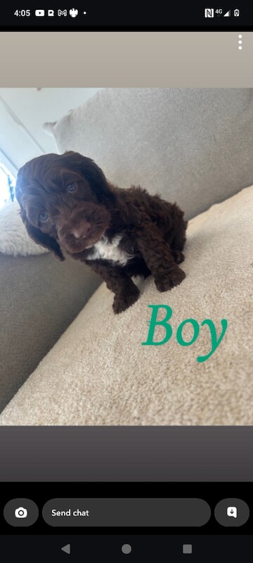 Cockapoo pups for sale - Image 3 of 3