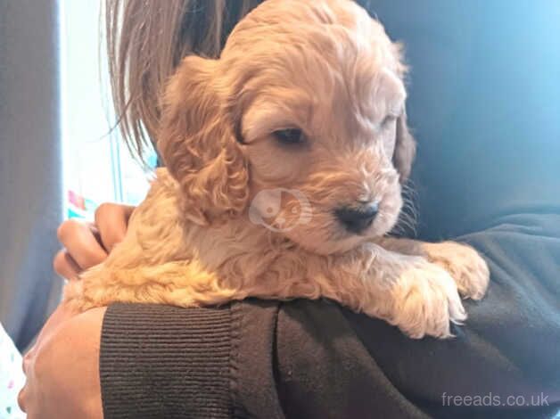 Cockapoo puppies for sale in Newtownabbey, County Antrim – 1 year old - Image 3 of 5