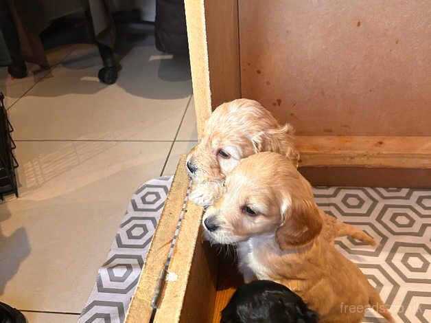 Cockapoo puppies for sale in Newtownabbey, County Antrim – 1 year old - Image 4 of 5