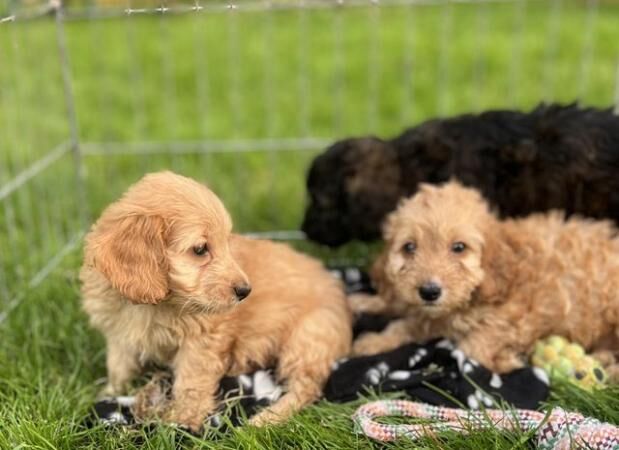 Cockapoo pups from DNA tested parents for sale in Ely, Cardiff
