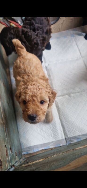 Cockapoo puppies for sale in Lisburn, County Down – 11 weeks old - Image 2 of 6