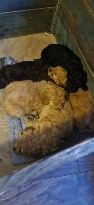 Cockapoo puppies for sale in Lisburn, County Down – 11 weeks old - Image 3 of 6