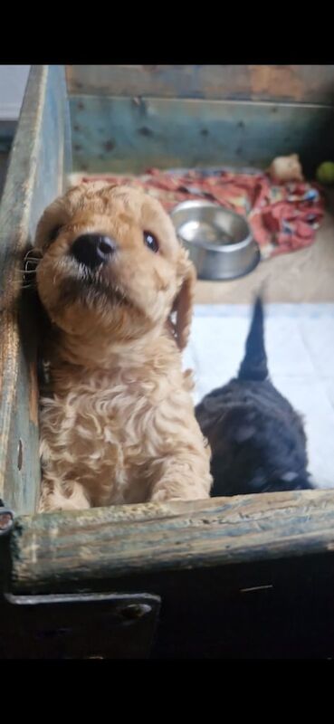 Cockapoo puppies for sale in Lisburn, County Down – 11 weeks old - Image 4 of 6